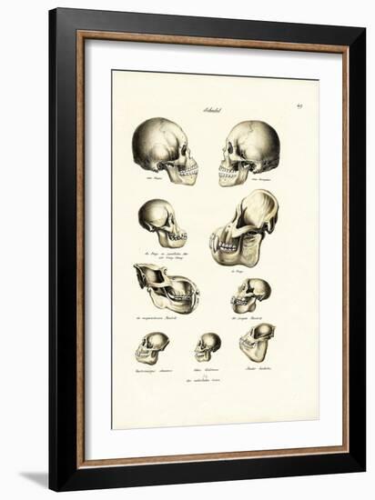 Human Skulls, 1824-Karl Joseph Brodtmann-Framed Giclee Print