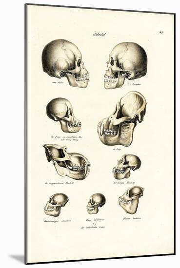 Human Skulls, 1824-Karl Joseph Brodtmann-Mounted Giclee Print