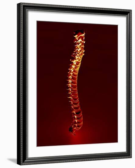 Human Spine, Artwork-PASIEKA-Framed Photographic Print