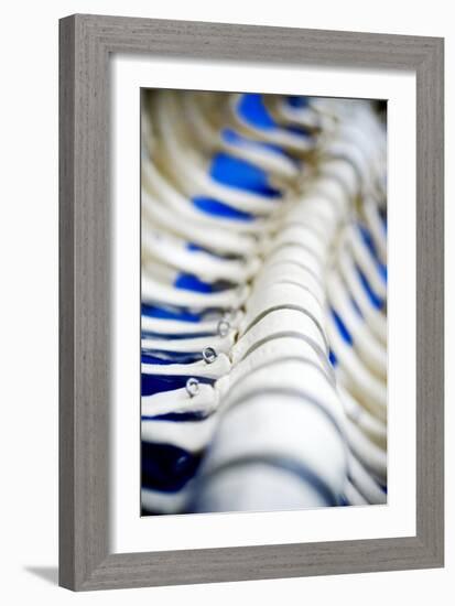 Human Spine Model-Arno Massee-Framed Photographic Print