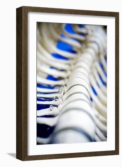 Human Spine Model-Arno Massee-Framed Photographic Print