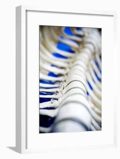 Human Spine Model-Arno Massee-Framed Photographic Print