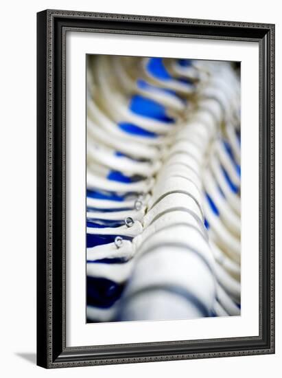 Human Spine Model-Arno Massee-Framed Photographic Print