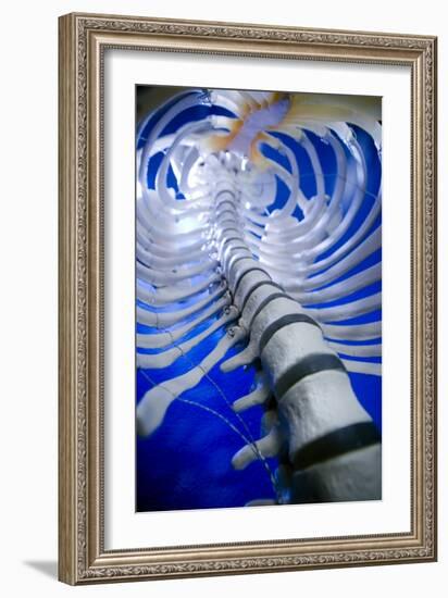 Human Spine Model-Arno Massee-Framed Photographic Print