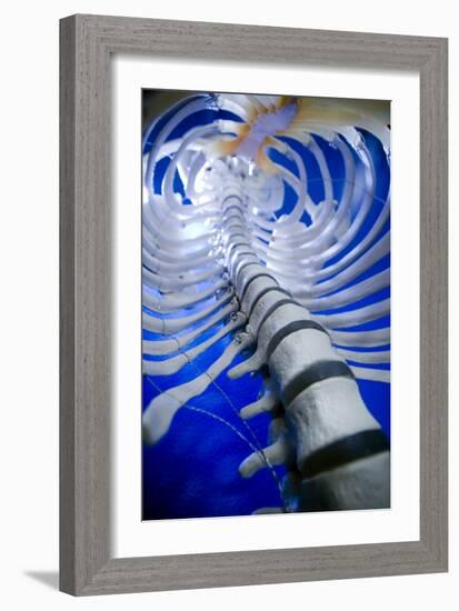 Human Spine Model-Arno Massee-Framed Photographic Print