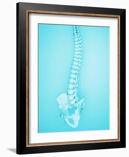 Human Spine-Lawrence Lawry-Framed Photographic Print