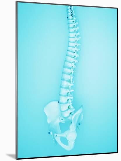 Human Spine-Lawrence Lawry-Mounted Photographic Print