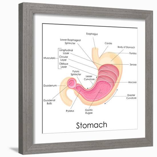 Human Stomach Anatomy-stockshoppe-Framed Art Print