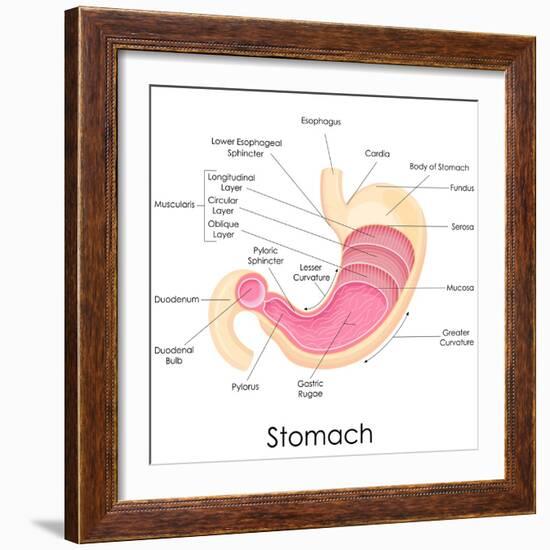 Human Stomach Anatomy-stockshoppe-Framed Art Print