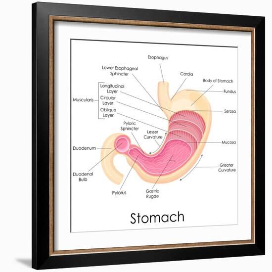 Human Stomach Anatomy-stockshoppe-Framed Art Print