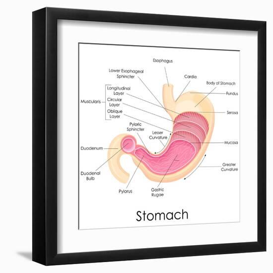 Human Stomach Anatomy-stockshoppe-Framed Art Print