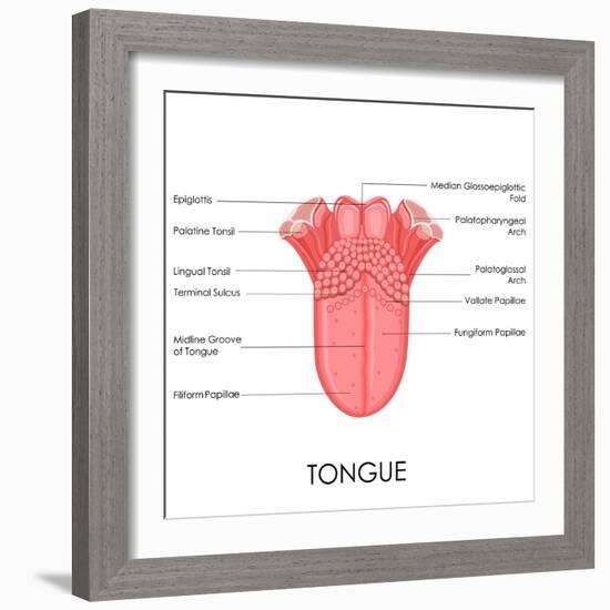 Human Tongue Anatomy-stockshoppe-Framed Art Print