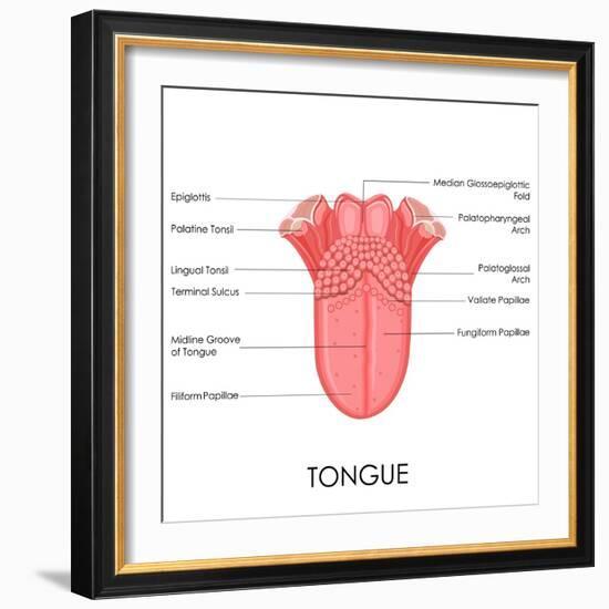 Human Tongue Anatomy-stockshoppe-Framed Art Print