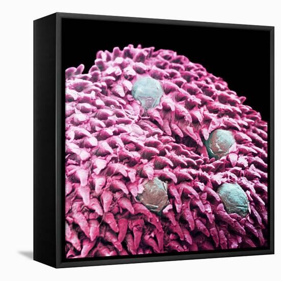 Human Tongue Surface, SEM-Science Photo Library-Framed Premier Image Canvas