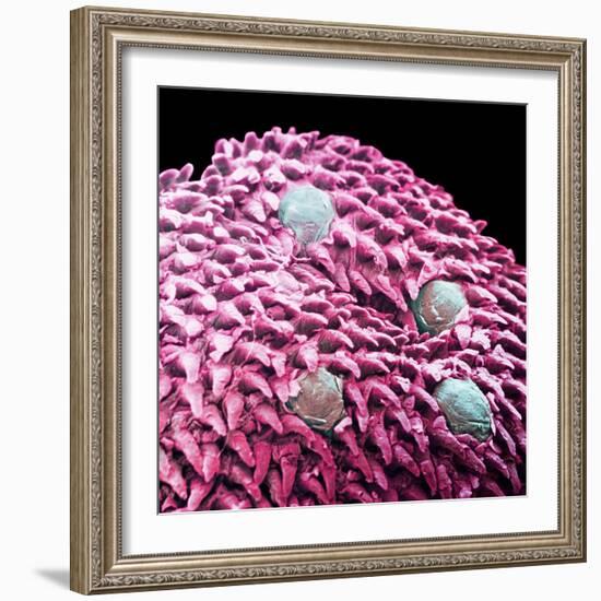 Human Tongue Surface, SEM-Science Photo Library-Framed Premium Photographic Print