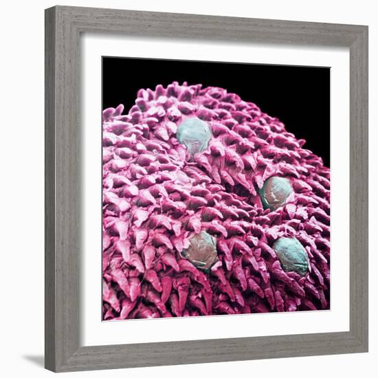 Human Tongue Surface, SEM-Science Photo Library-Framed Premium Photographic Print