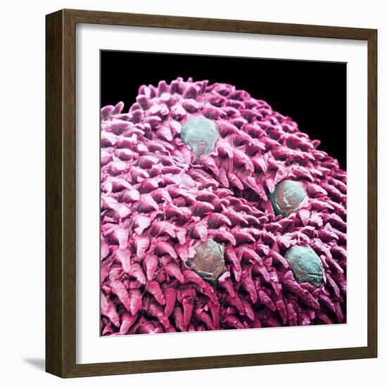 Human Tongue Surface, SEM-Science Photo Library-Framed Premium Photographic Print
