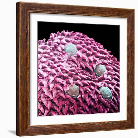 Human Tongue Surface, SEM-Science Photo Library-Framed Premium Photographic Print