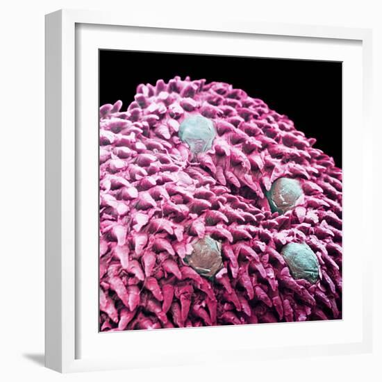 Human Tongue Surface, SEM-Science Photo Library-Framed Premium Photographic Print