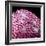 Human Tongue Surface, SEM-Science Photo Library-Framed Premium Photographic Print