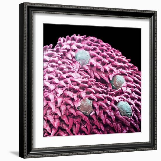 Human Tongue Surface, SEM-Science Photo Library-Framed Premium Photographic Print