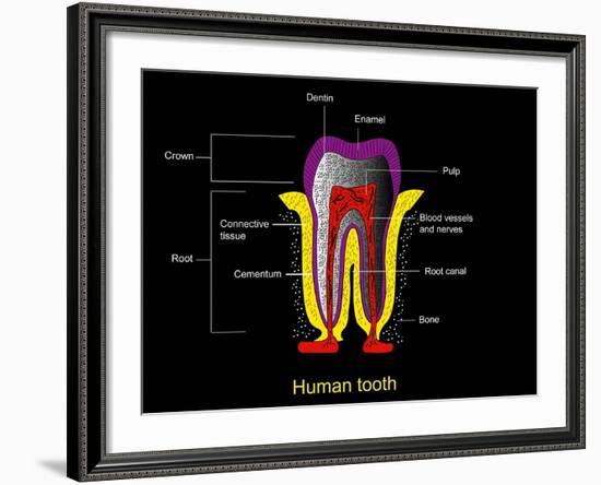 Human Tooth Anatomy, Diagram-Francis Leroy-Framed Photographic Print