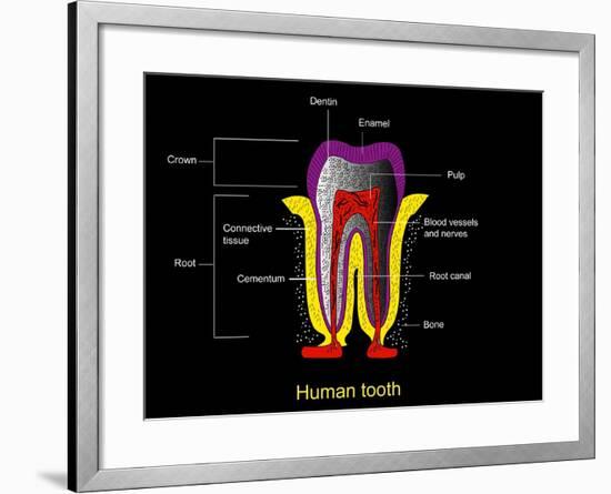 Human Tooth Anatomy, Diagram-Francis Leroy-Framed Photographic Print