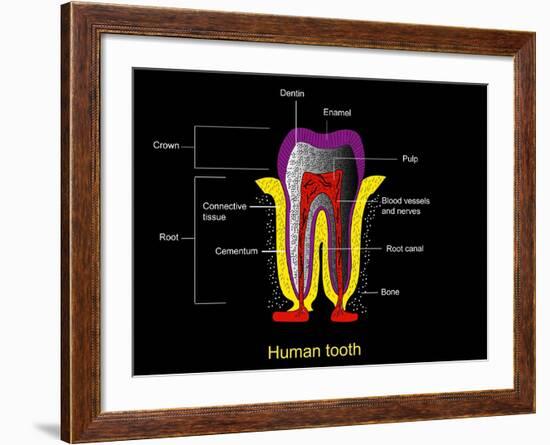 Human Tooth Anatomy, Diagram-Francis Leroy-Framed Photographic Print