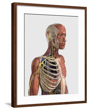 'Human Upper Body Showing Muscle Parts, Axial Skeleton ... 'Human Upper Body Showing Muscle Parts, Axial Skeleton ...