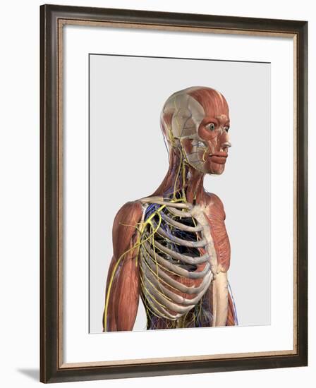 Human Upper Body Showing Muscle Parts, Axial Skeleton, Veins and Nerves-Stocktrek Images-Framed Art Print