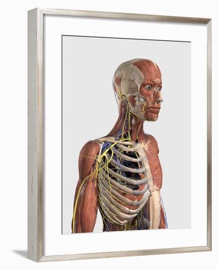 Human Upper Body Showing Muscle Parts, Axial Skeleton, Veins and Nerves-Stocktrek Images-Framed Art Print