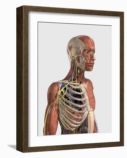 Human Upper Body Showing Muscle Parts, Axial Skeleton, Veins and Nerves-Stocktrek Images-Framed Art Print