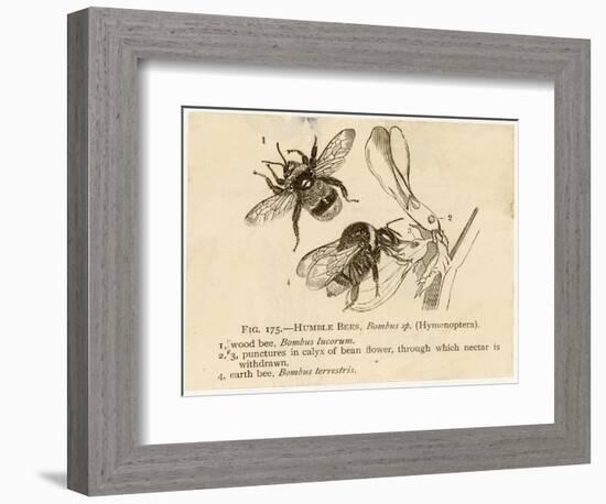 Humble Bees-null-Framed Art Print