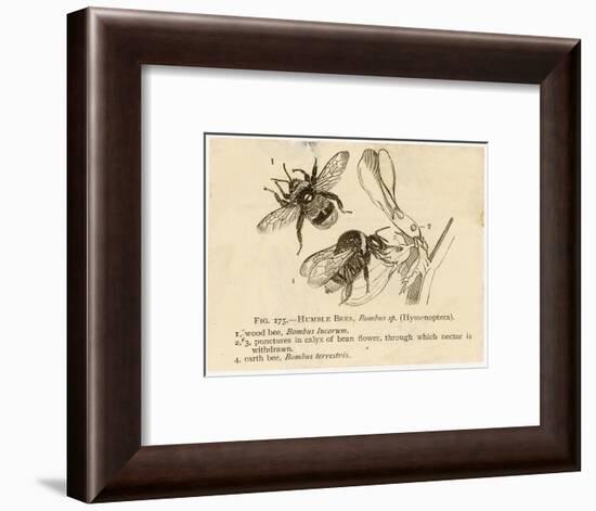 Humble Bees-null-Framed Art Print