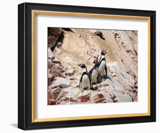 Humboldt Penguins on Isla Ballestas, Ballestas Islands, Peru-Eric Baccega-Framed Photographic Print