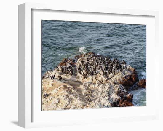 Humboldt penguins (Spheniscus humboldt) on the rock in Lagunillas, Paracas National Reserve, Ica Re-Karol Kozlowski-Framed Photographic Print