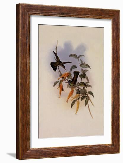 Humboldt's Hummingbird, Chrysuronia Humboldti-John Gould-Framed Giclee Print