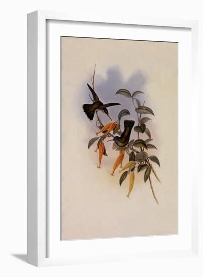 Humboldt's Hummingbird, Chrysuronia Humboldti-John Gould-Framed Giclee Print