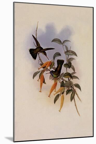 Humboldt's Hummingbird, Chrysuronia Humboldti-John Gould-Mounted Giclee Print