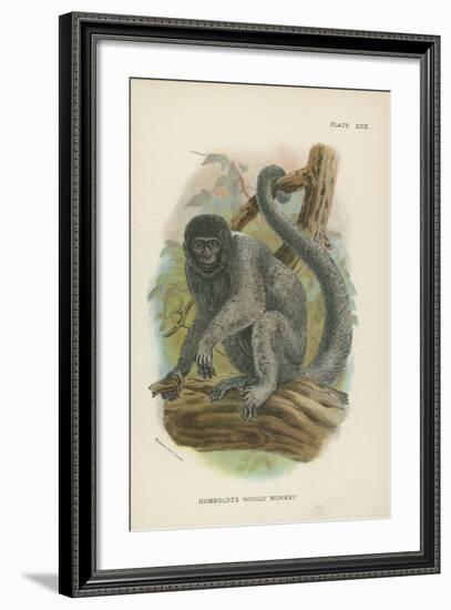 Humboldt's Woolly Monkey-null-Framed Giclee Print