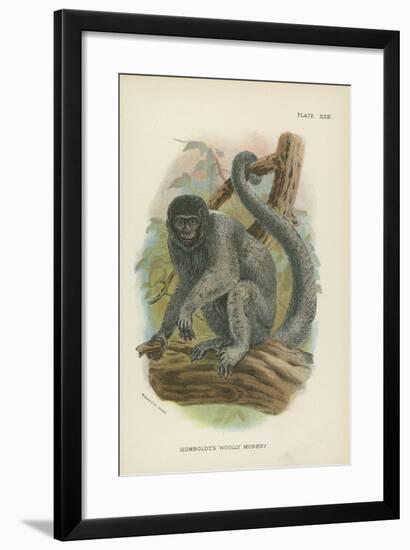 Humboldt's Woolly Monkey-null-Framed Giclee Print