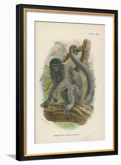 Humboldt's Woolly Monkey-null-Framed Giclee Print