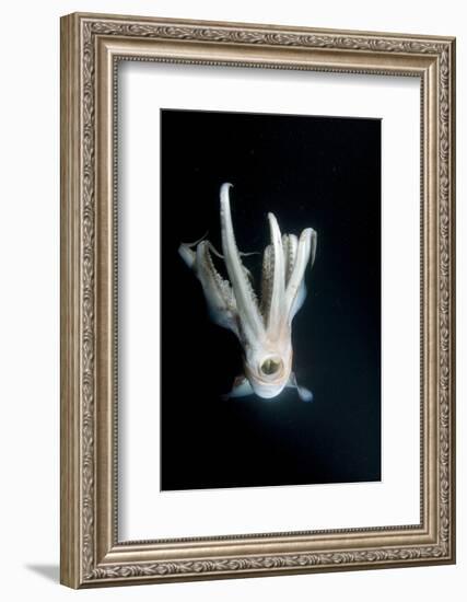 Humboldt Squid (Dosidicus Gigas) at Night Off Loreto-Franco Banfi-Framed Photographic Print