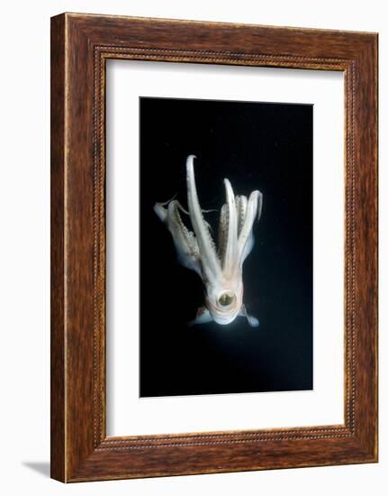 Humboldt Squid (Dosidicus Gigas) at Night Off Loreto-Franco Banfi-Framed Photographic Print