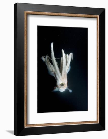 Humboldt Squid (Dosidicus Gigas) at Night Off Loreto-Franco Banfi-Framed Photographic Print