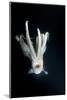 Humboldt Squid (Dosidicus Gigas) at Night Off Loreto-Franco Banfi-Mounted Photographic Print