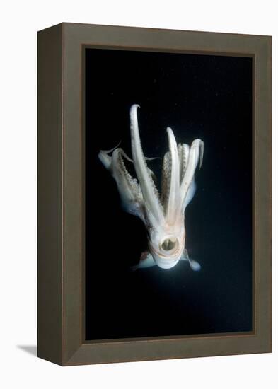 Humboldt Squid (Dosidicus Gigas) at Night Off Loreto-Franco Banfi-Framed Premier Image Canvas