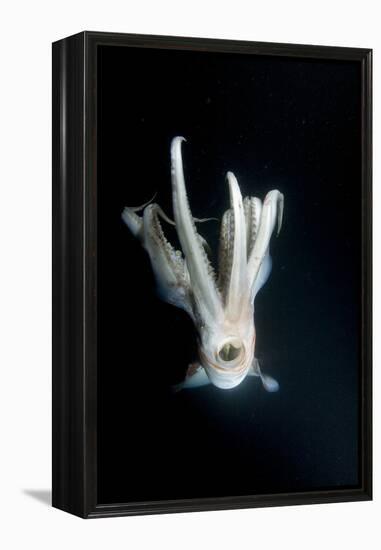Humboldt Squid (Dosidicus Gigas) at Night Off Loreto-Franco Banfi-Framed Premier Image Canvas
