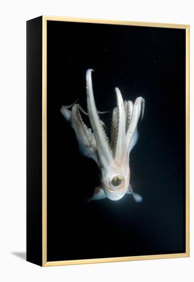 Humboldt Squid (Dosidicus Gigas) at Night Off Loreto-Franco Banfi-Framed Premier Image Canvas