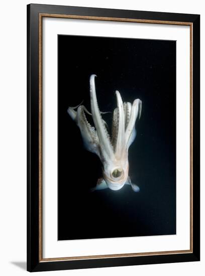 Humboldt Squid (Dosidicus Gigas) at Night Off Loreto-Franco Banfi-Framed Photographic Print